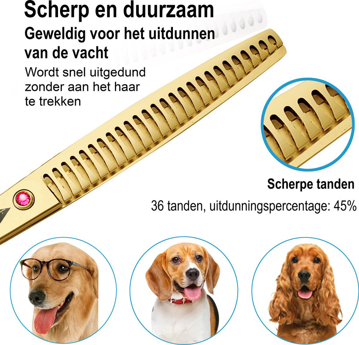 Achilles hondenschaar