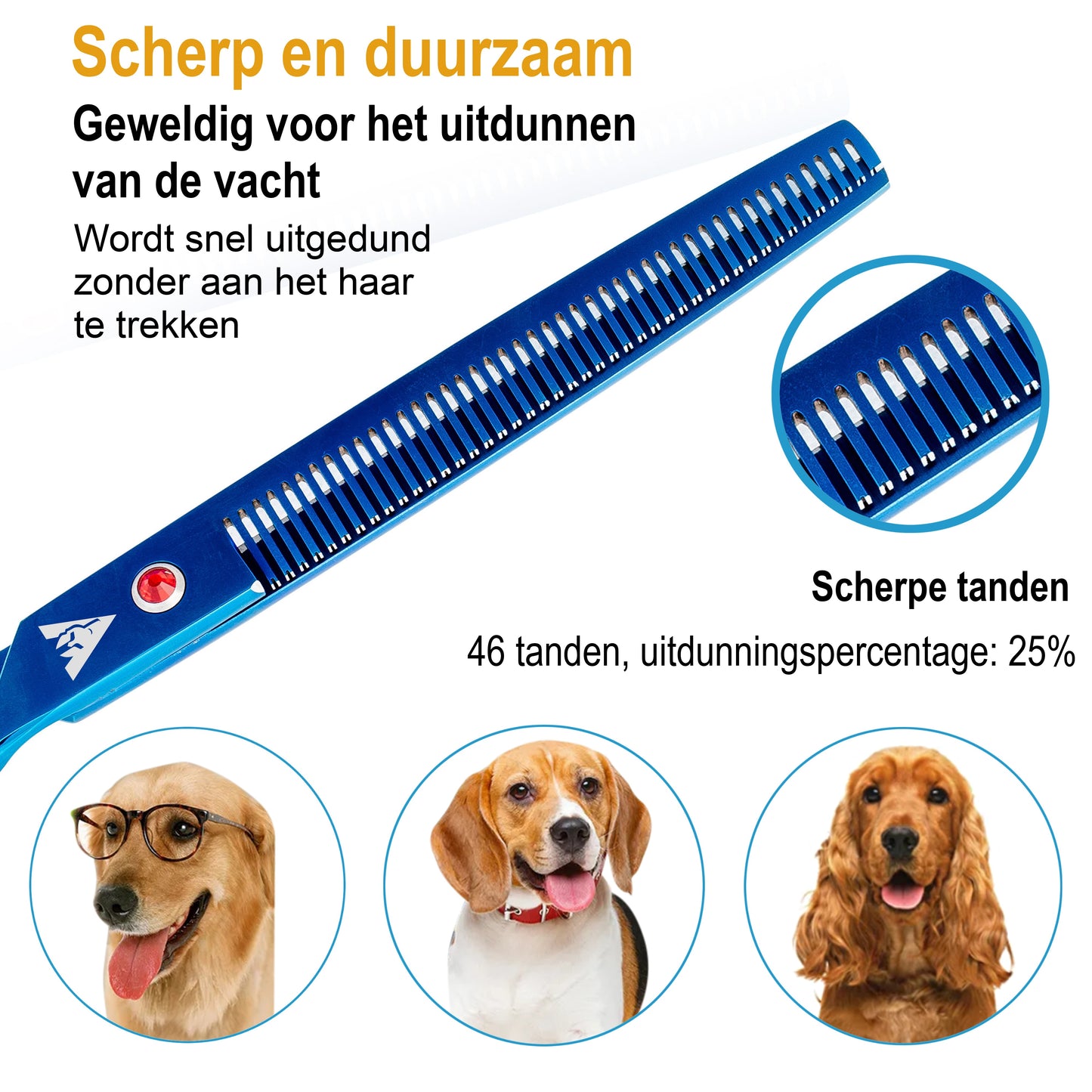 Achilles hondenschaar