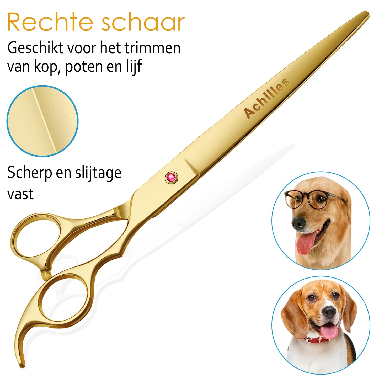 Achilles Scharenset Hond